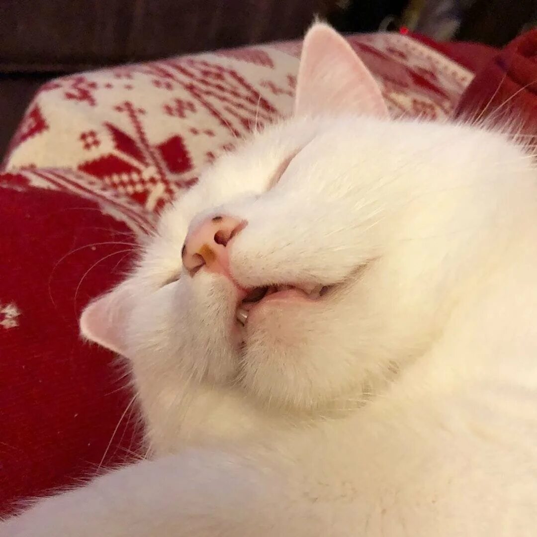 Белый кот прикол. Смудж лорд. сонный белый кот. белые спящие коты. белый котик спит.