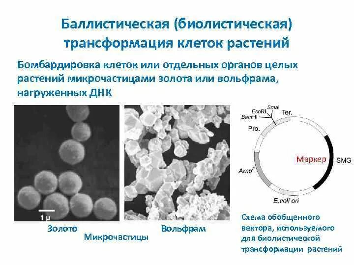 Трансформация клеток. Биолистическая трансформация. баллистическая трансформация растений. трансформация растительных клеток. баллистическая трансформация растений этапы.