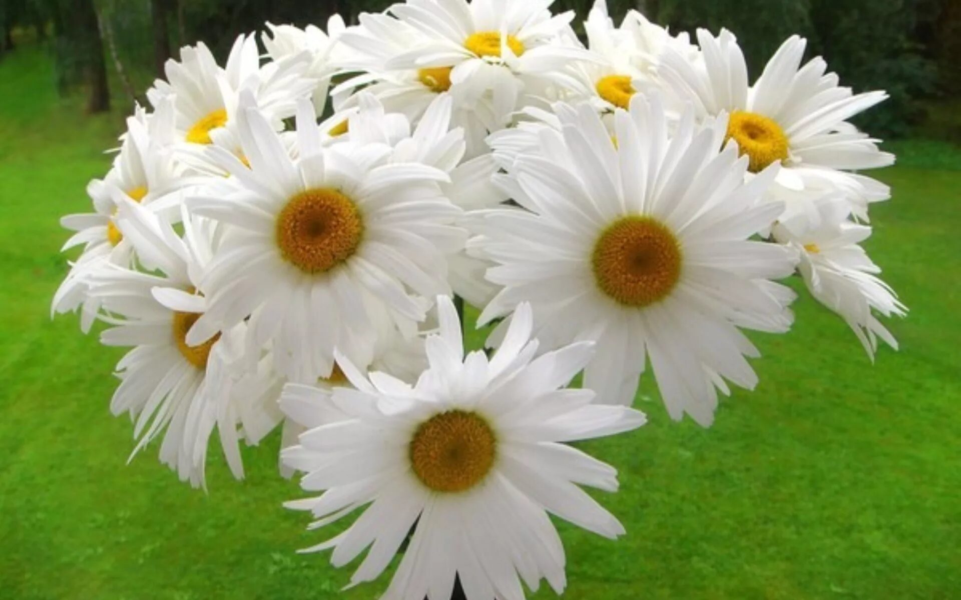 шикарный букет ромашек. ромашка цветы. огромные ромашки. огромные ромашки. красивый букет из ромашек.