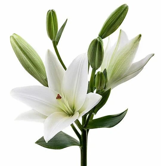 Лилия Замбези (Lilium Zambesi) купить луковицы в Москве по низкой цене, доставка