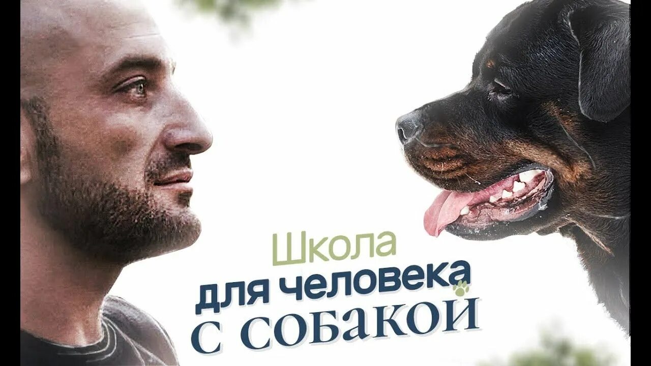 Кинолог антуан наджарян. Воспитание собаки антуан наджарян. Дрессировщик собак антуан наджарян. Воспитание щенка антуан. Воспитание щенка антуан.