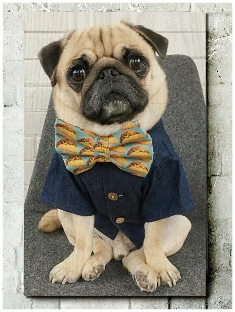 Мопс мода. Мопс мода. Мопс взрослый. Мопс мода. Мопс щенок в одежде.