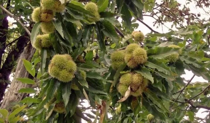 Allelopathic Plants - What Is Allelopathy Black walnut tree, Plants, Bachelor bu