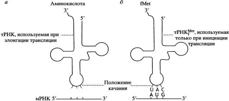Функции трнк в трансляции. Трнк. синтез трнк. функции трнк. строение трнк.