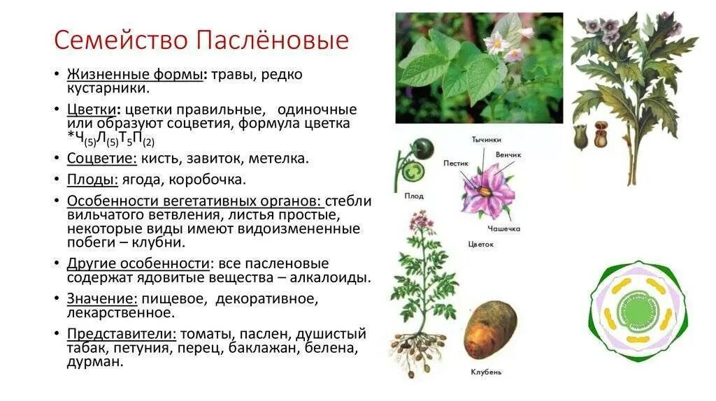 Растения семейства пасленовых ответ. Характеристика цветка семейства Пасленовые. Пасленовые характеристика. Характеристика семейства Пасленовые. Строение стебля пасленовых растений.