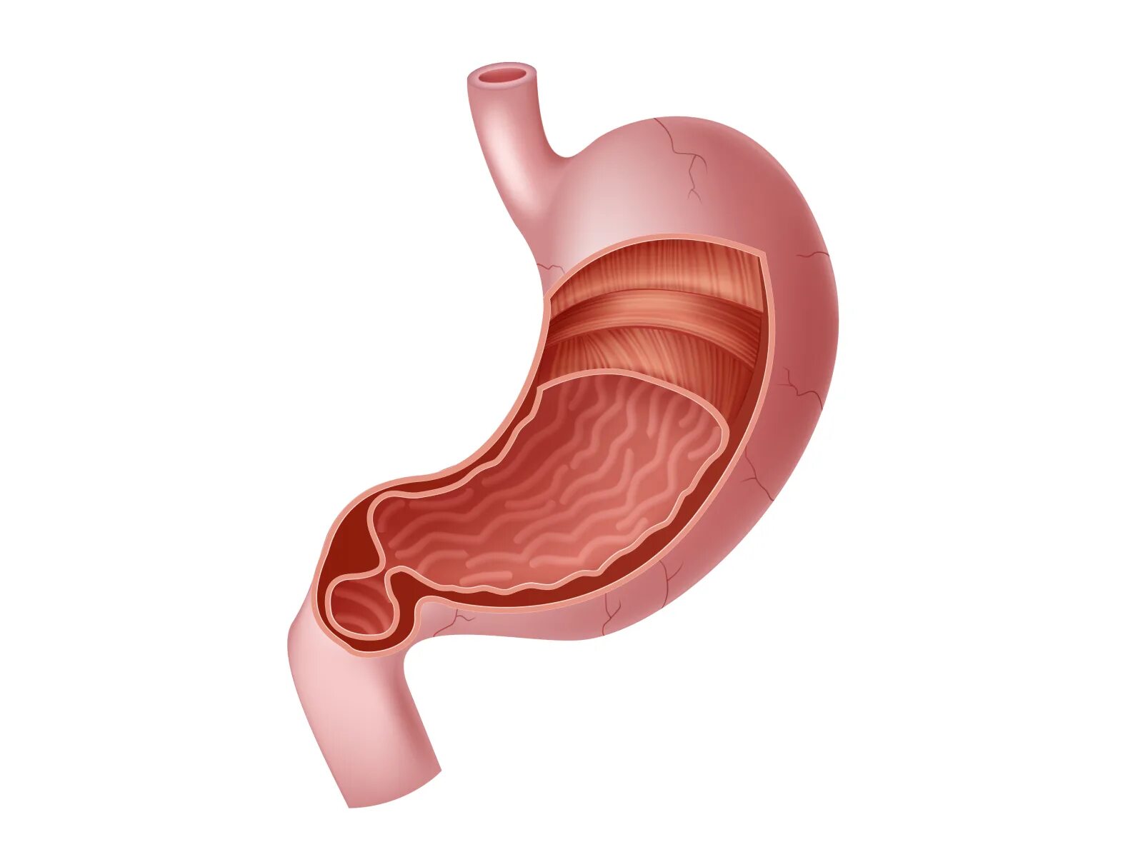 как лечить антральный отдел желудка. пилорический отдел желудка схема. желудок кардиальный отдел желудка. строение желудка антральный отдел. строение кардиального отдела желудка.