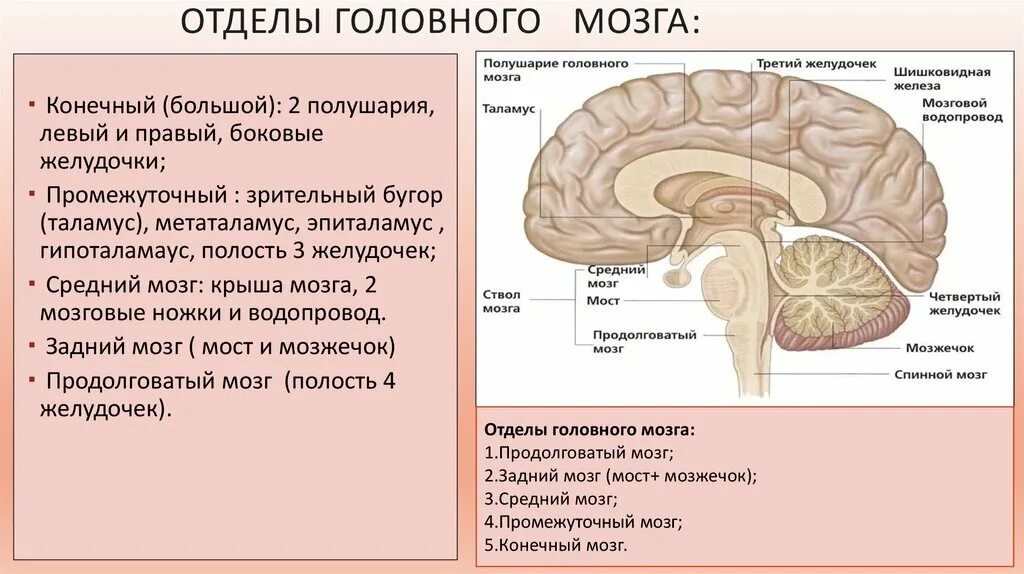 Конечный мозг промежуточный мозг. Полости конечного мозга. Параселлярные структуры головного мозга это что. Полостью конечного мозга является. Задний мозг полость