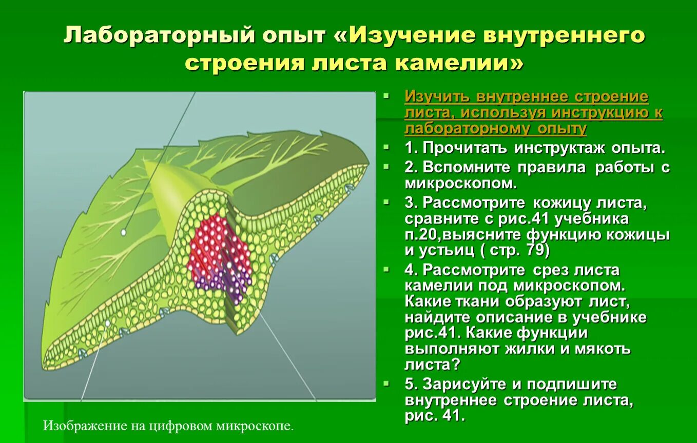 Биология 6 класс функция листьев. Строение листа камелии. Ткани листа камелии. Строение мякоти листа камелии микропрепарат. Ткани листа камелии под микроскопом.