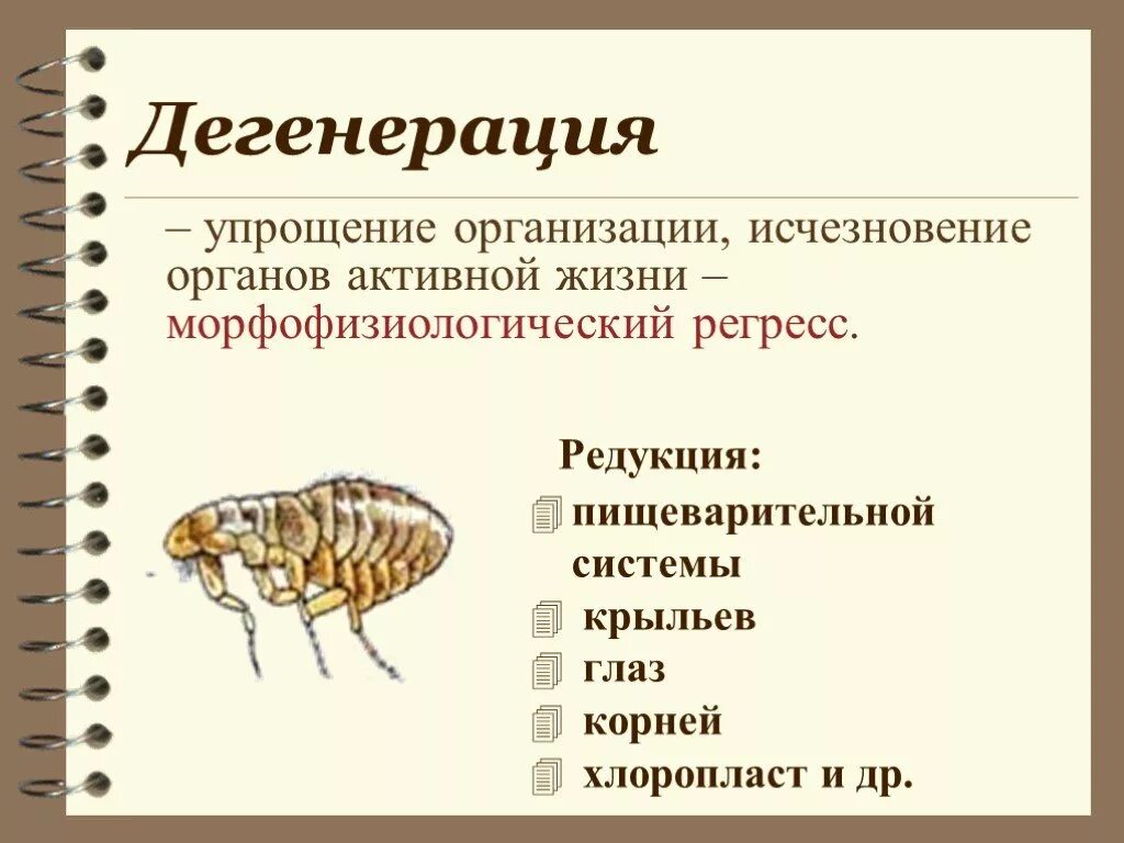 Главные направления эволюции органического мира - биология, презентации