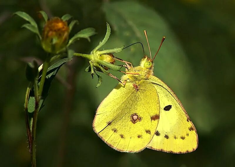 Какая желтушка. Желтушка луговая. желтушка луговая colias hyale. бабочка желтушка. желтушка луговая гусеница.