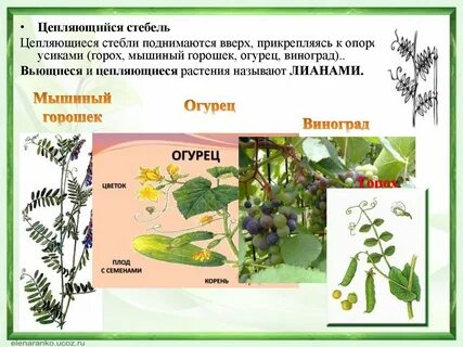 Стебель этого растения травянистый цепляющийся