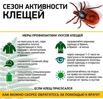 К какому врачу обращаться при укусе