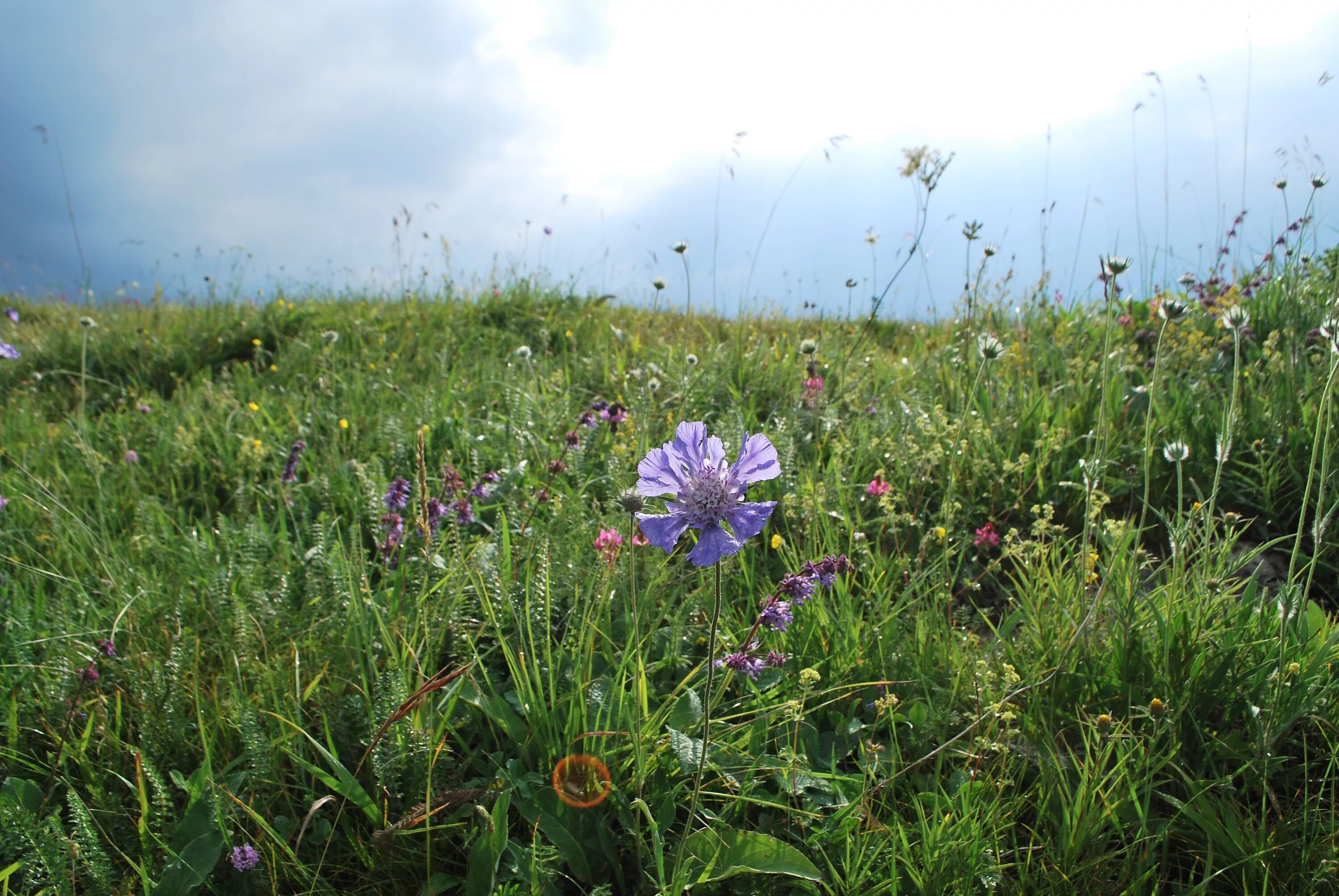 Разнотравье. Разнотравье запятых. Разнотравье запятых. Panna разноголосия. Луговое мезофитное разнотравье.