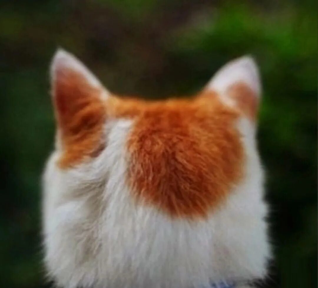 Затылок кошки. Кошачий затылок. Коты вид сверху. Затылок кошки. Кошка на белом фоне.