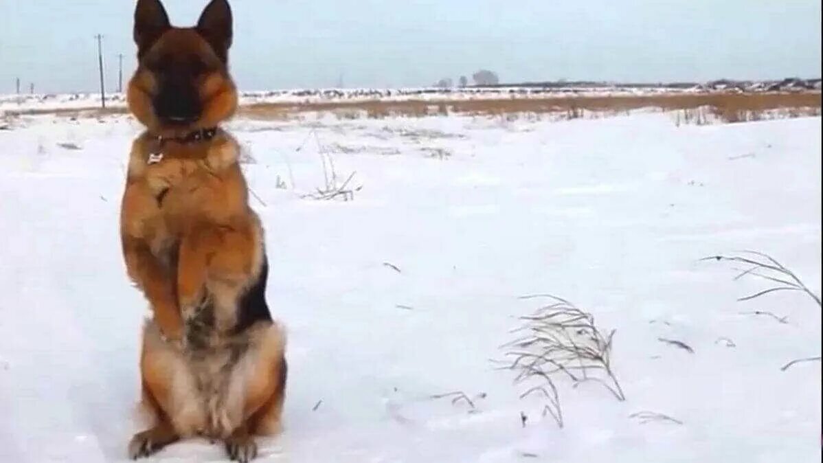 Команды для собак. Команда зайка для собак. Команды для йорка. Как научить команде зайка. Как научить собаку командам.