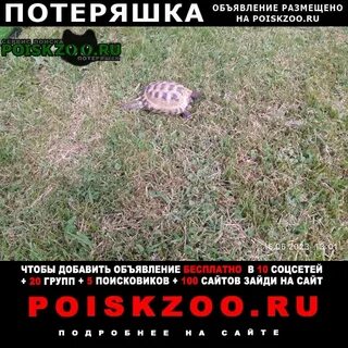 Пропало домашнее животное