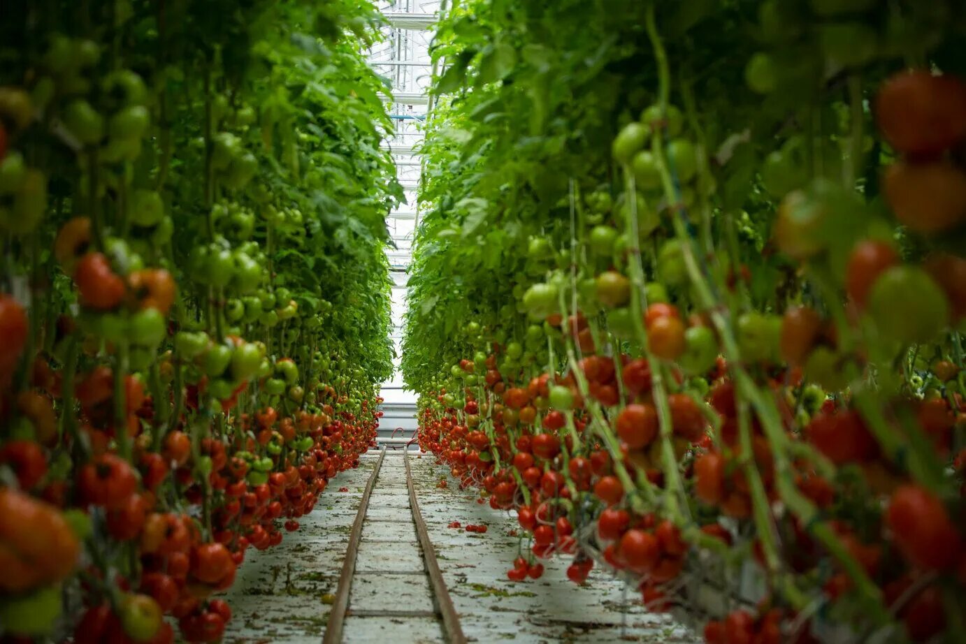 Покажи видео как выращивают. Помидорные плантации в Италии. Томат Мерлис в промышленной теплице. Помидоры ГРИНХАУС. Теплица помидоры агрокультура.
