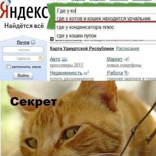 Где у кота находится урчальник. Где у кота мурчальник. Урчальник у котов.