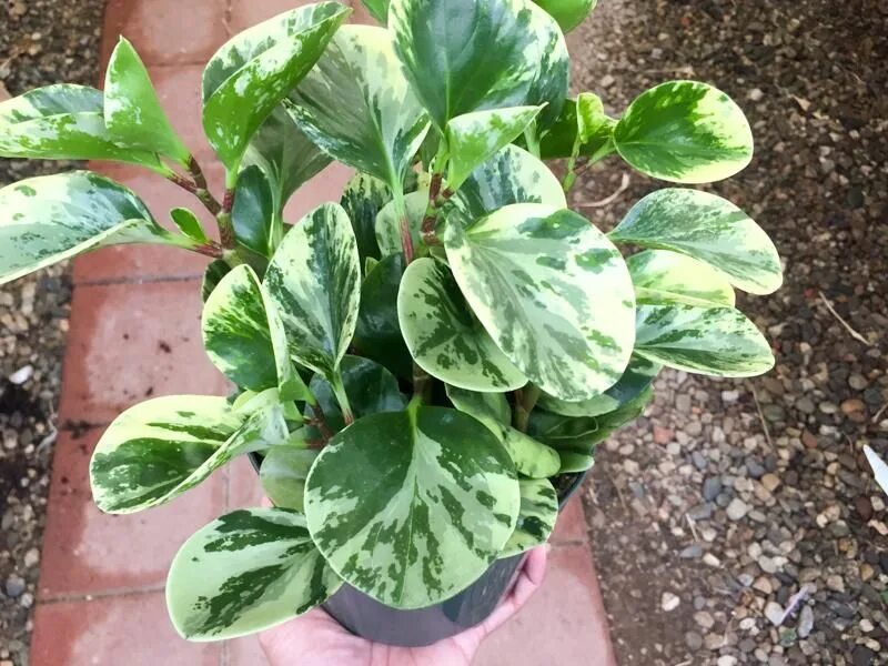 Пеперомия вариегата. Пеперомия вариегатная. пеперомия obtusifolia variegata. пеперомия обтусифолия вариегатная. пеперомия марбл.