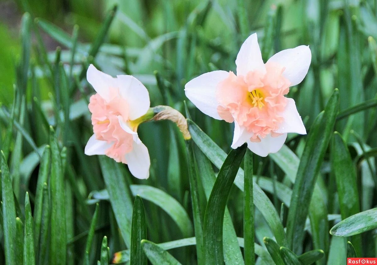Каких цветов бывают нарциссы. Нарцисс Rosa Trompete. Daffodil Pink Нарцисс. Нарцисс Velasquez. Нарцисс Pink Pearl.