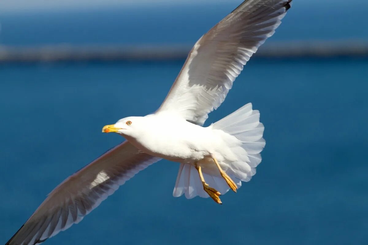 Seagul. Чайка морская птица. Клуша larus fuscus. Морская чайка. Морская чайка баклан.