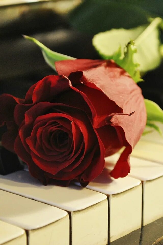 Любимая мелодия на телефон. Розы на столе. Розы на рояле. Розы лежат на столе.