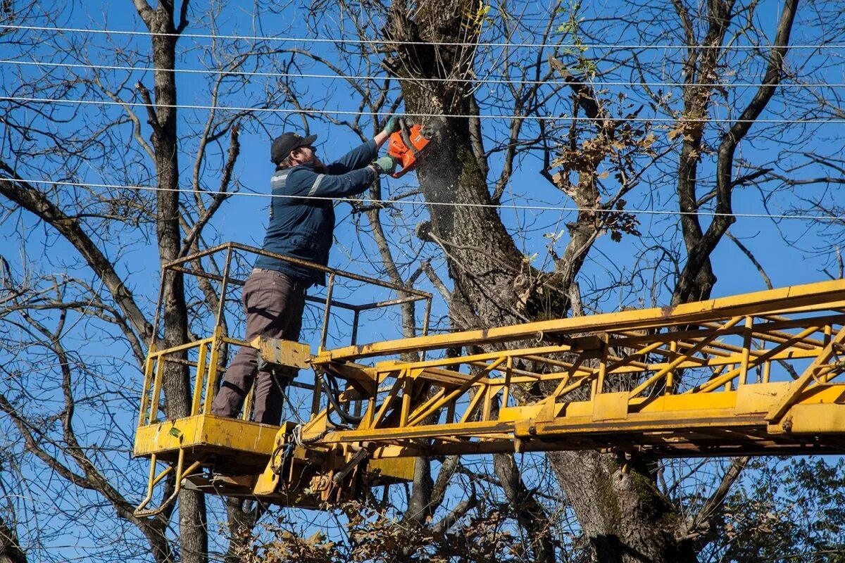 Убрать крону деревьев. Спил и обрезка деревьев. опиловка деревьев. спиленное дерево. спиливание деревьев с вышки.