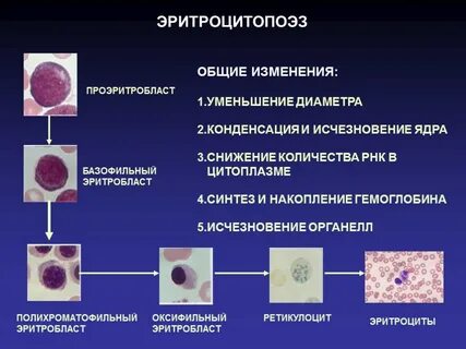 Эритропоэз это