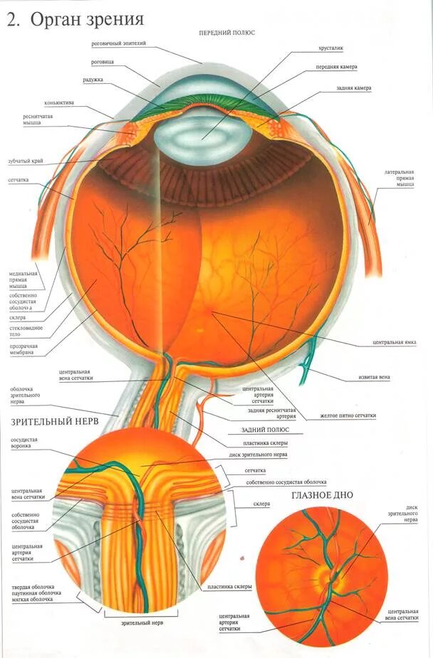 Зрительные нервы глазного яблока. Анатомия глазное яблоко атлас. Диск зрительного нерва сетчатки анатомия. Схема строения оболочек глазного яблока. Дно глазного яблока анатомия.