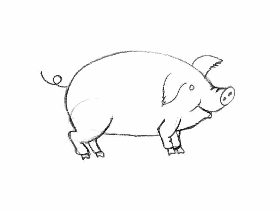 Просто свинка. Нарисовать свинью. Хрюшка рисунок карандашом. Свинья рисунок карандашом. Поросенок карандашом.
