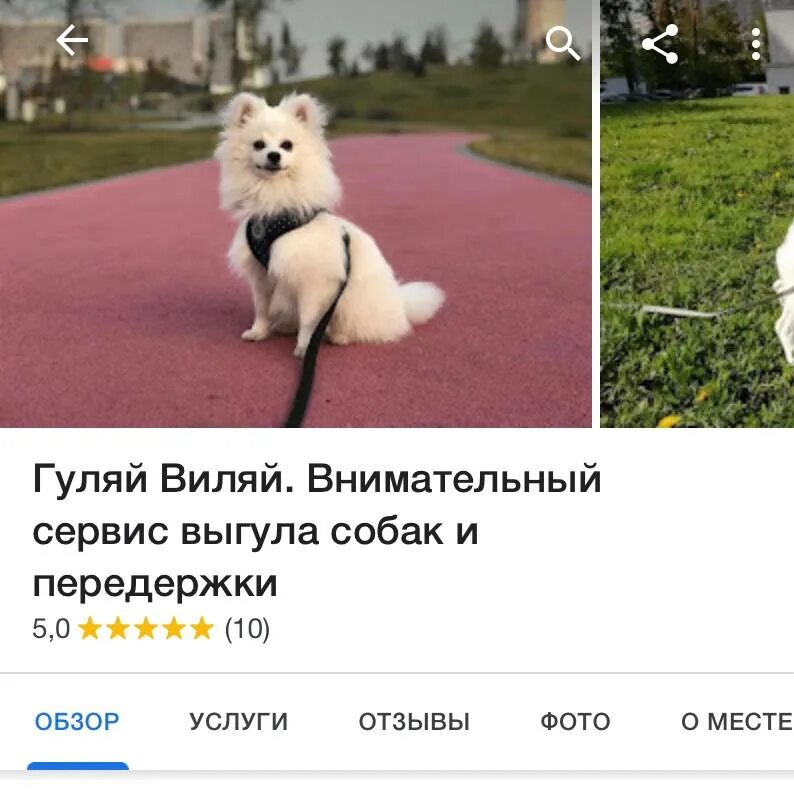 Догситтер москва. Гуля виляй. Гуляй виляй. Гуляй виляй москва. Гуляй виляй.