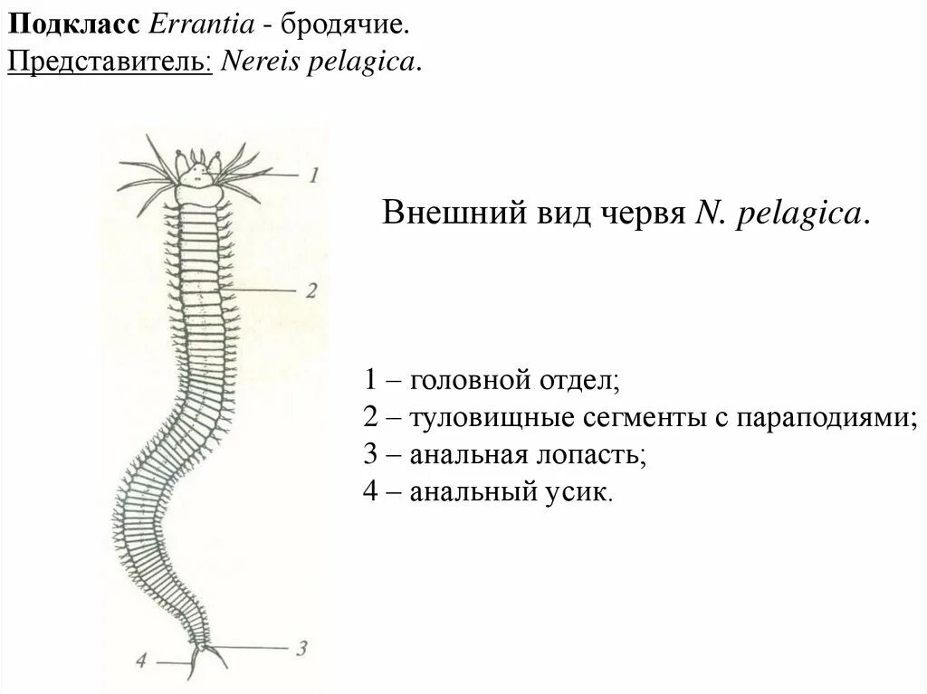 Внешнее строение многощетинковых. Многощетинковые черви строение. кольчатые черви полихеты строение схема. многощетинковые черви внешнее строение. многощетинковые черви полихеты нереис.
