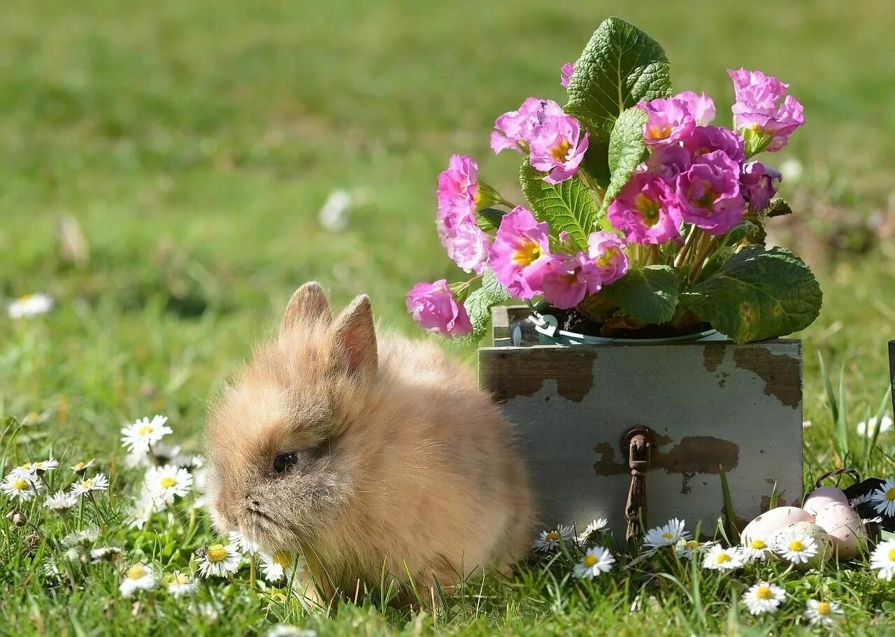 Spring animals