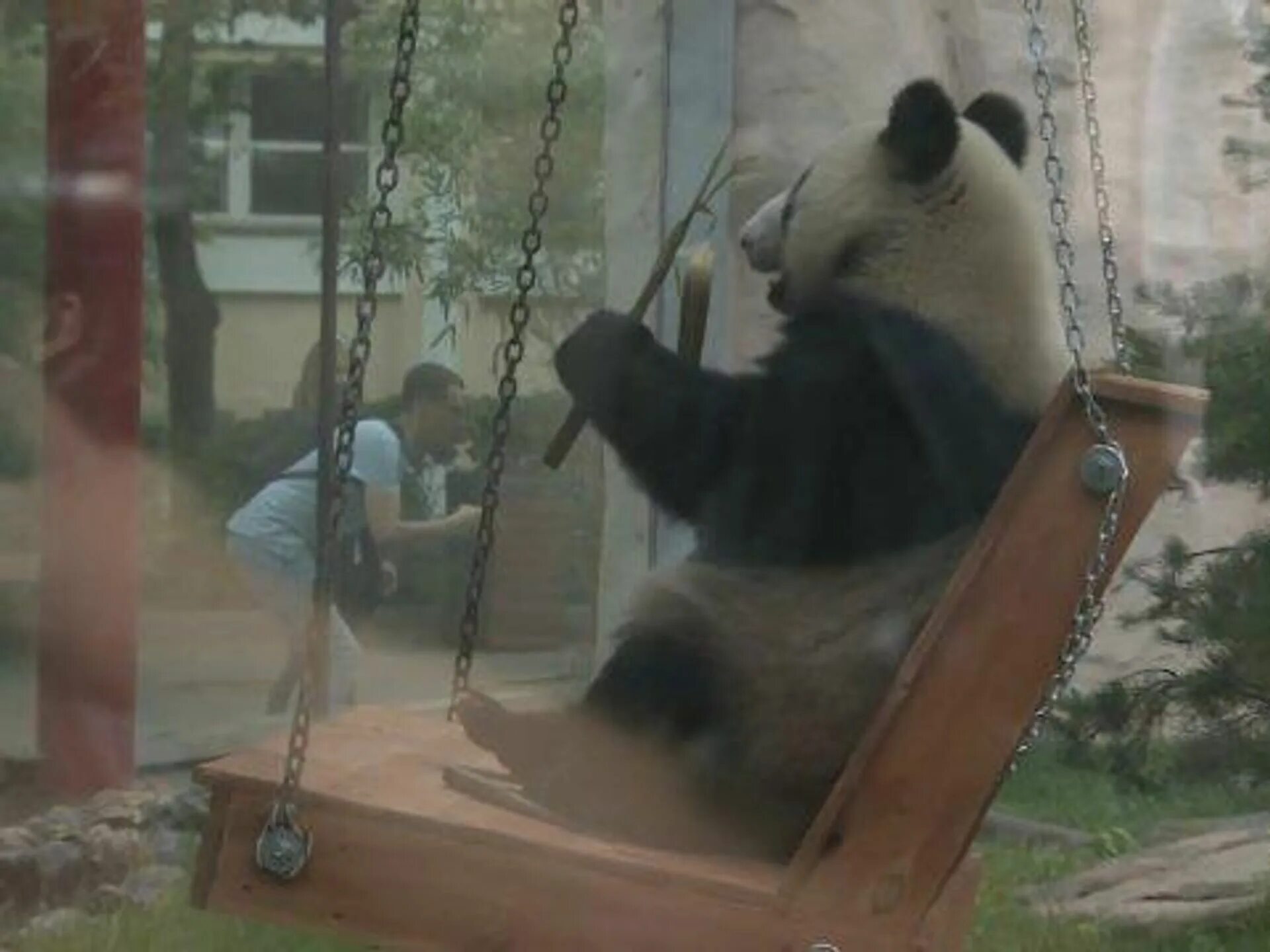 Кормление панды. Красная панда кормление. Вена зоопарк панда. Панда в московском зоопарке. Зоопарк кормление панд.