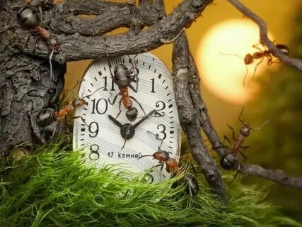 Часы природные верны приходит осень точно