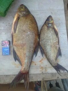 Рыбаки новокуйбышевска