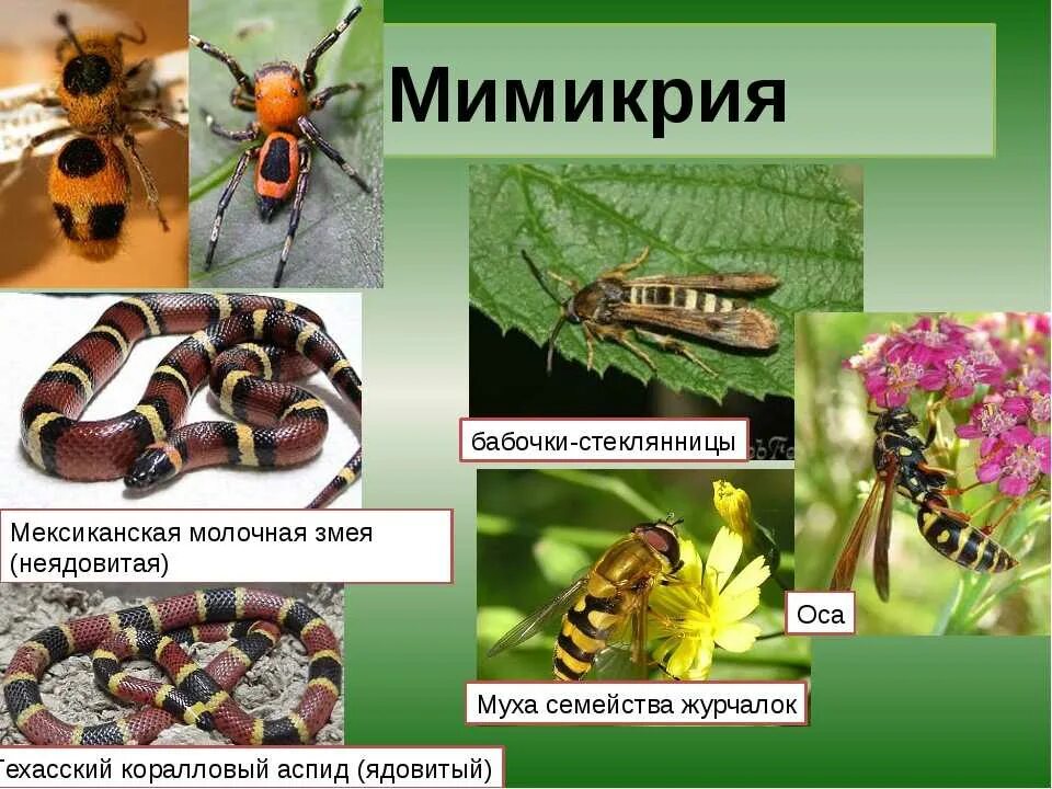 Примеры мимикрии у животных. Бабочка стеклянница Мимикрия. Мимикрия вид адаптации. Муха журчалка бабочка стеклянница. Маскировка насекомых Мимикрия.