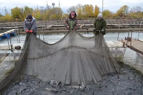Рыбовод