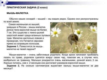 Энциклопедия текст о мышах