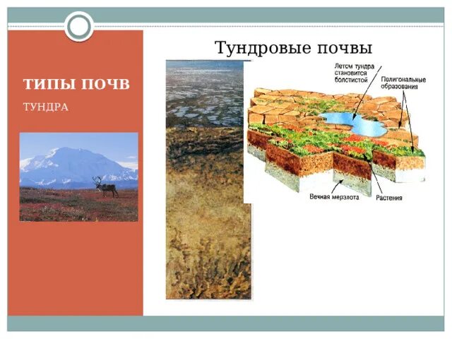 Почвы тундры в России. Типичные почвы тундры. Типы почв тундровые. Тип почвы в тундре. Почвы и их свойства тундры