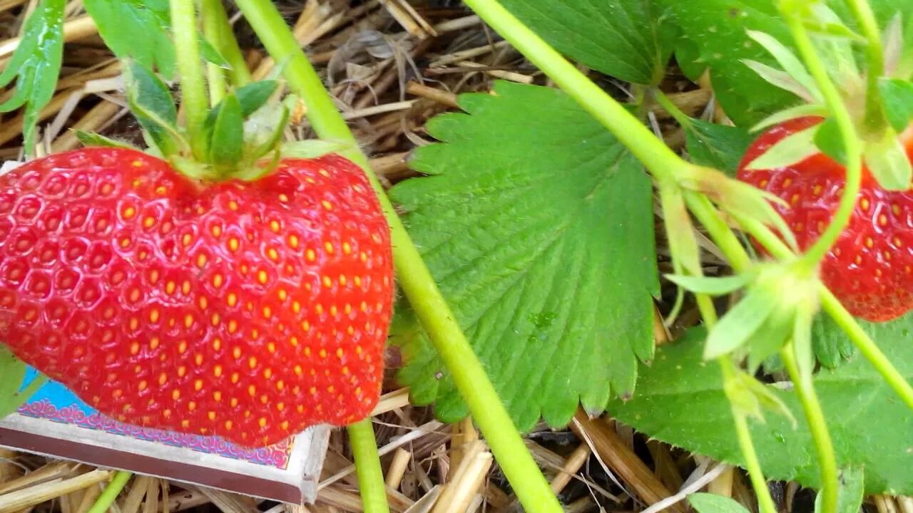 Клубника сорт дарселект. Земляника сорт дарселект. Клубника дарселект. Земляника среднеспелый сорт "дарселект". Земляника сорт дарселект.