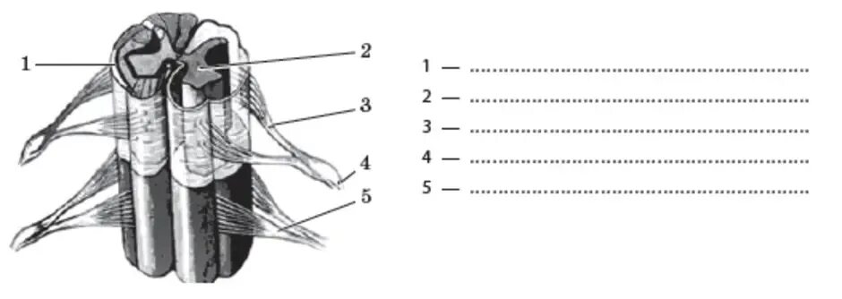 Спинной мозг анатомия задания. Строение спинного мозга задание. Строение спинного мозга 8 класс. Строение спинного мозге 9кл.