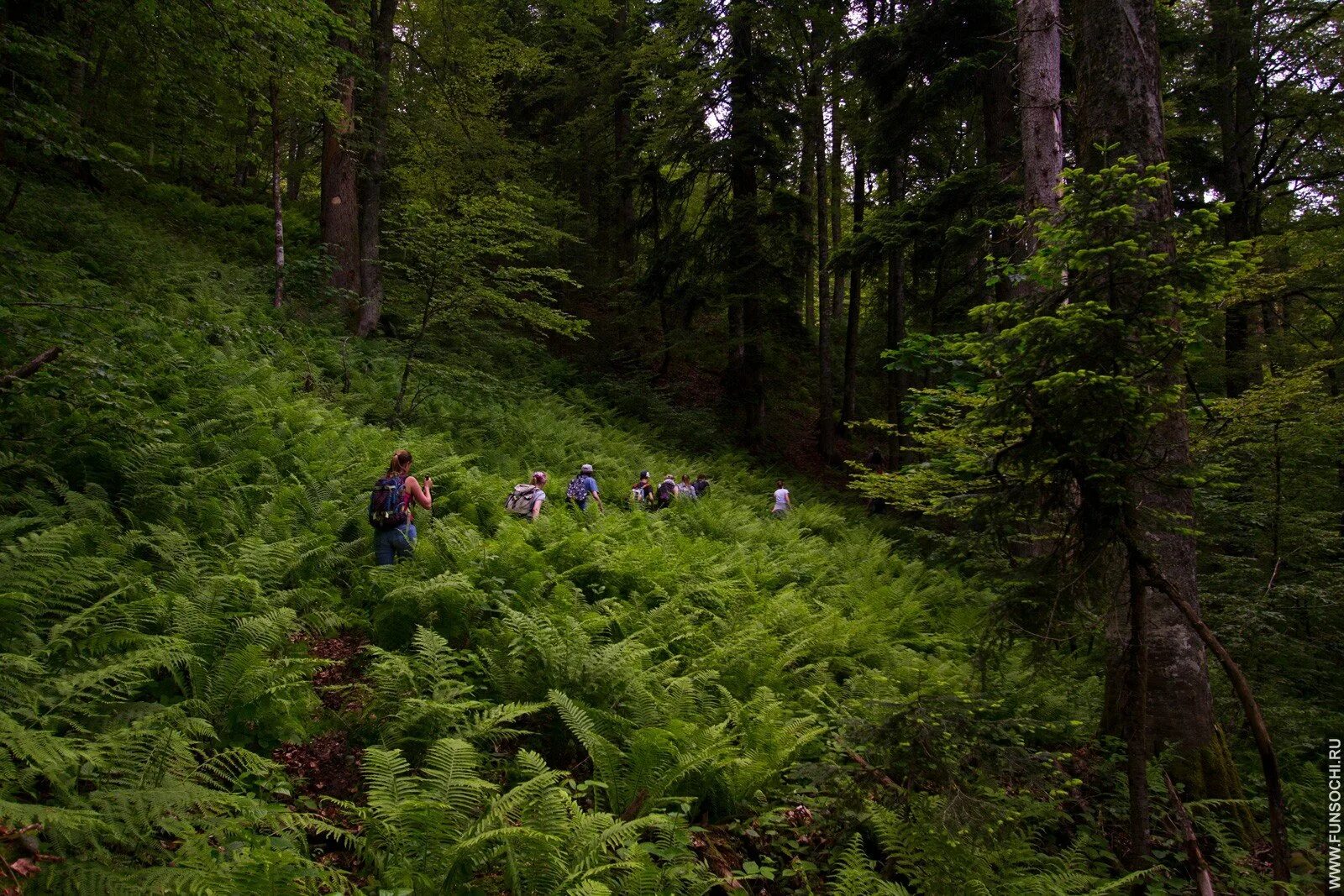 реликтовый лес сочи красная поляна. лесное красная поляна. лес глэмпинг парк сочи. глэмпинг сочи красная поляна. тропа реликтовый лес красная поляна.