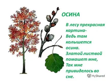 Картинка осина для детей