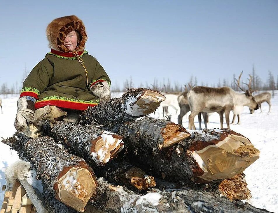 Промысел крайнего севера. Ненцы Таймыр. Ненцы и якуты. Коренные народы севера Таймыр. Ненцы кочуют Таймыр.