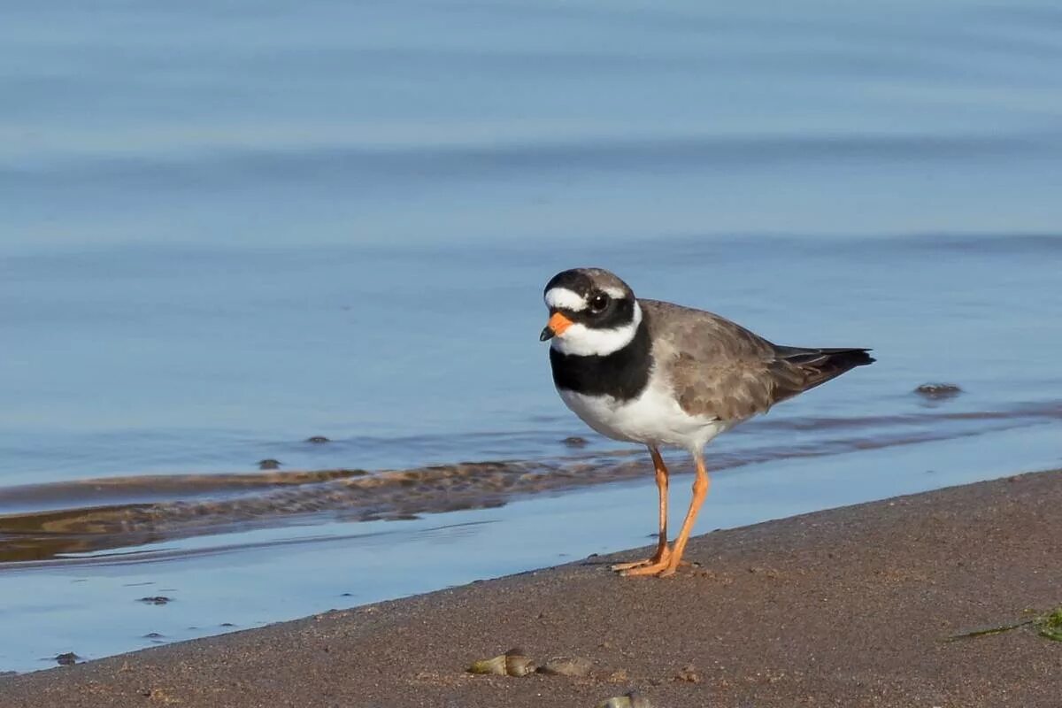 Зуёк в тундре. Кулик зуек галстучник. Галстучник обыкновенный. Charadrius hiaticula. Кулик галстучник.