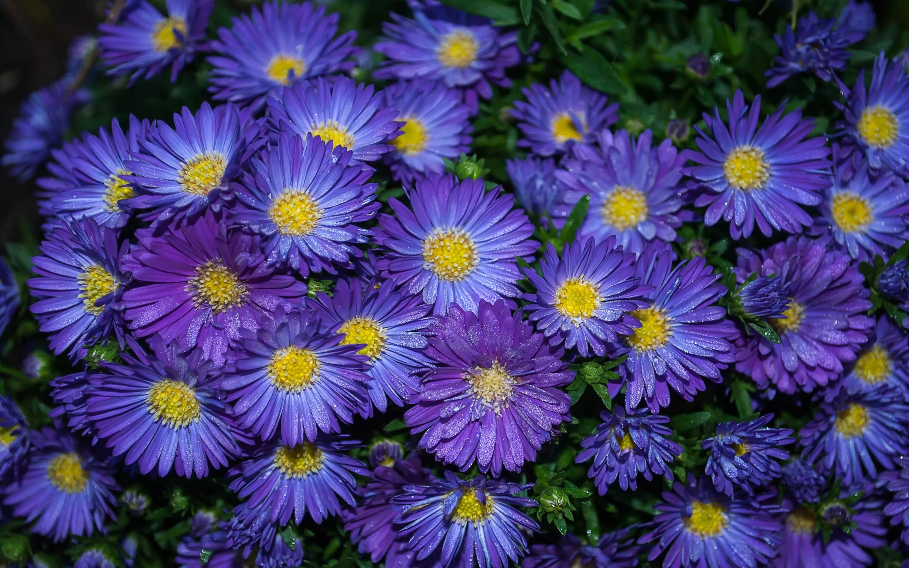 Wallpaper : asters, flowers, flower bed 5184x3888 - wallup - 1180246 - HD Wallpa