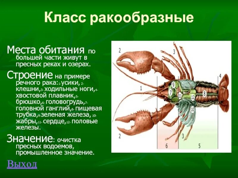 Класс ракообразные. Ракообразные представители. Ракообразные 3 класс. Ракообразные презентация. Биология 7 класс информация