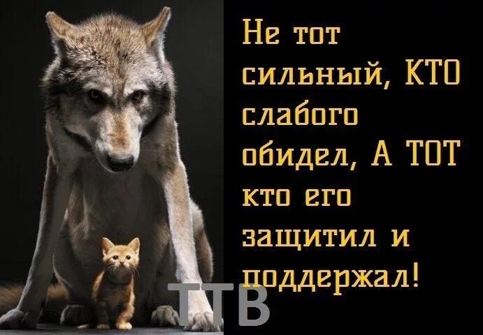 Про сильных и слабых. Сильный обнимает слабого. Сильный тот кто помогает слабому. Сильный слабого не обидит. Цитаты обижать слабых и сильных.