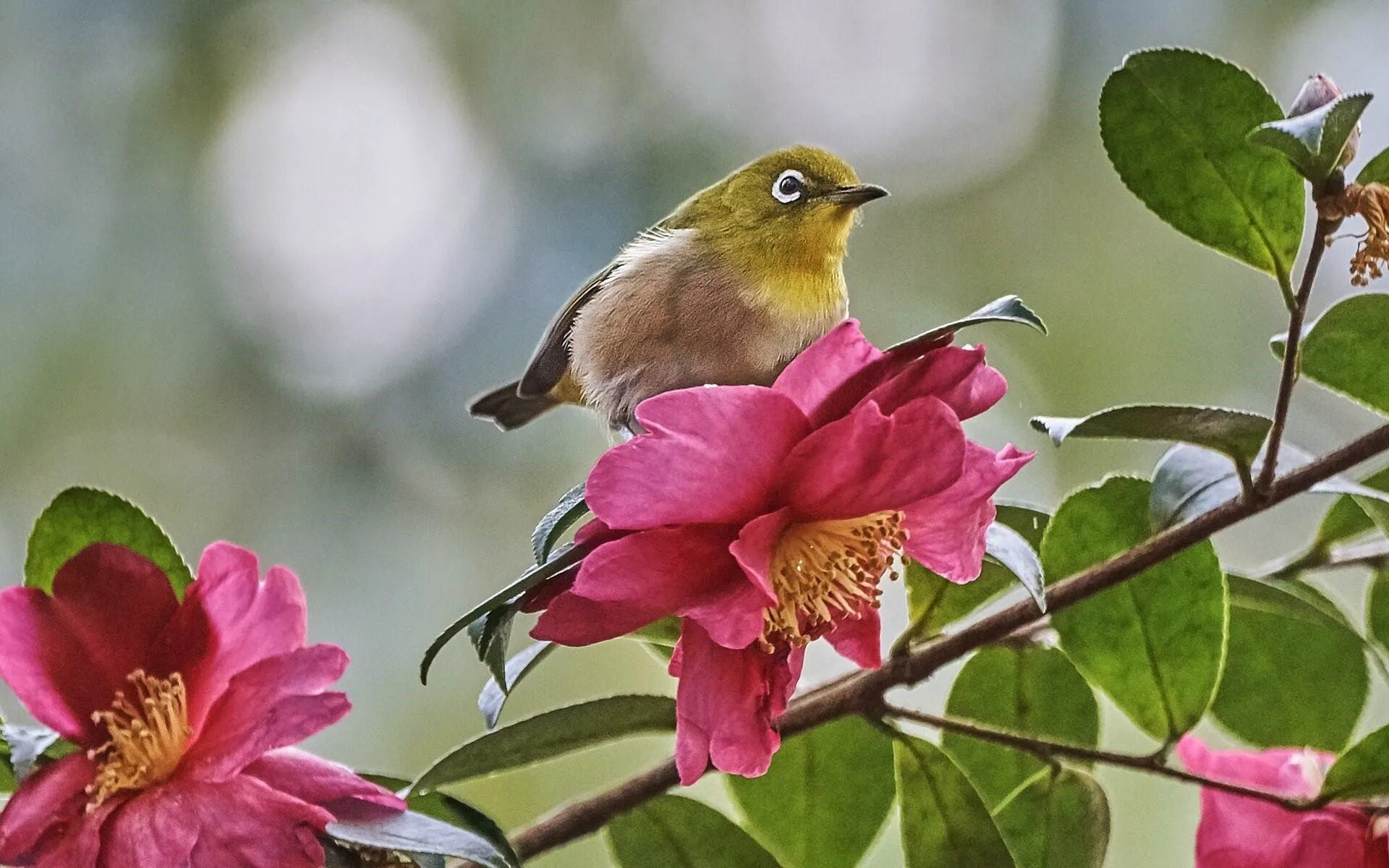 Сьюзен Бордет Райские птицы. Красивые птицы на цветах. Доброе утро птички. Весенние птицы.
